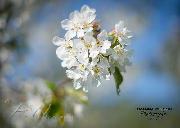 Cherry Blossom