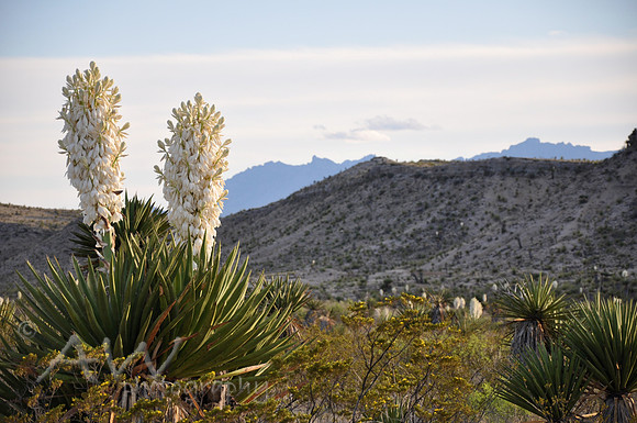 Big Bend National Park